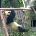 „Slaptas pandų gyvenimas“ (50 serija): prisitraukimai ir traškūs bambukai