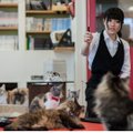 Japonijoje katėms leista dirbti iki 22 valandos