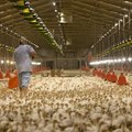 Lenkijoje plinta paukščių gripas – naikinama dešimtys tūkstančių paukščių