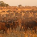 Ruahos safaris: kvapą gniaužiantis laukinių žvėrių gyvenimas iš arti