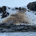 JT vadovas lankysis Antarktidoje, kad pats įvertintų klimato krizės mastą