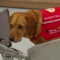 Didžiosios Britanijos medikams padės vėžį užuodžiantys šunys