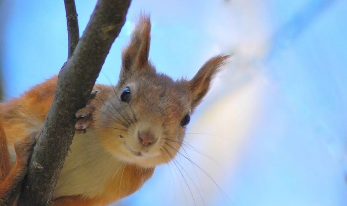 Fotografui pozuoja voverė