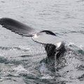 Islandija nuo 2024 metų nutrauks banginių medžioklę