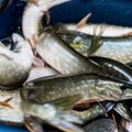 Seime – aršus ginčas dėl žuvies