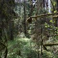 Gyventojų dėka jau išsaugota dalis unikalaus Lietuvos miško – taros pakuotes aktyviai keičia į šlamančius