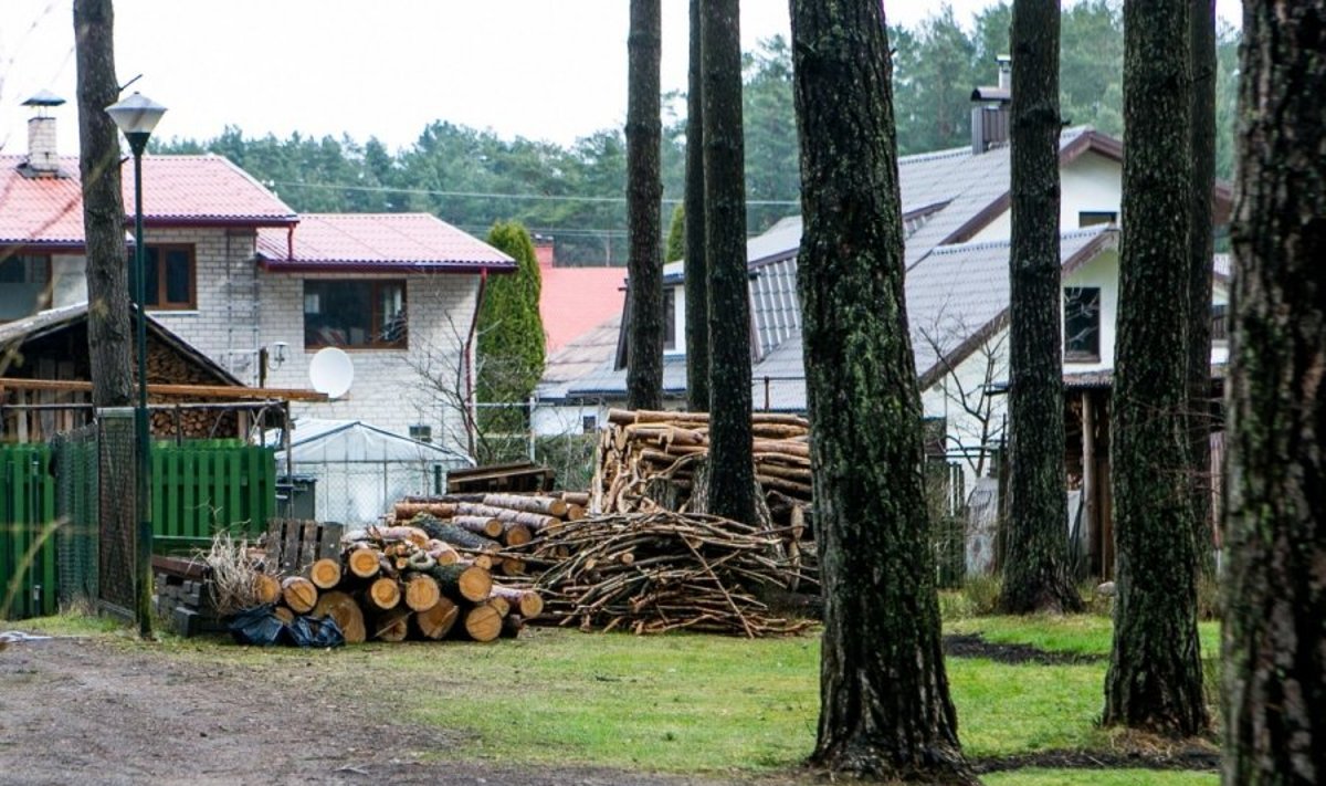 Krūvon sudėti miško savininko iškirsti medžiai