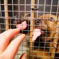 „Rimi“ parduotuvėse vyksta paramos beglobiams gyvūnams akcija „Gera daryti gera“