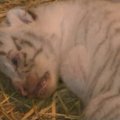 Japonijos zoologijos sode pasaulį išvydo reti baltieji tigriukai