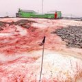 Antarktidos ledas nusidažė kraujo raudonumo spalva: tai – blogas ženklas