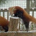 Raudonųjų pandų linksmybės sniege