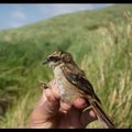 Čilės pietinėse salose aptiko naują paukščių rūšį: gyvena žemėje išraustuose urvuose