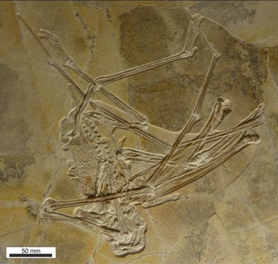 Atrastos pterozauro, turėjusio 400 dantų, fosilija. Megan Jacobs/University of Portsmouth/D. Martill et al nuotr.