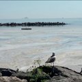 Organinės medžiagos grasinasi pražudyti visą Marmuro jūros gyvybę