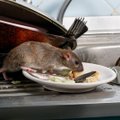 Užsukus į darbą, pasitiko žiurkės: ekspertas paaiškino, ką daryti, kad patalpose neįsiveistų kenkėjų