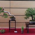 Alytuje svečiuojasi garsiausių pasaulio meistrų sukurti bonsai
