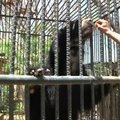 Maisto trūkumo kamuojamoje Venesueloje zoologijos soduose nugaišo apie 50 gyvūnų