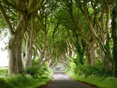 Medžių alėja, Šiaurės Airija