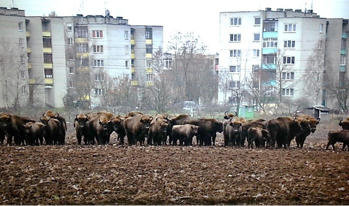 Stumbrai Kėdainiuose 2016 m.