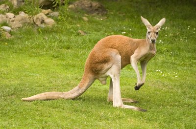 Raudonoji kengūra