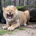 Naujieji Kauno zoologijos sodo liūtai pasirodė lankytojams