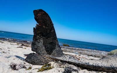 Mokslininkai įspėja apie šeštąjį masinį rūšių išnykimą.