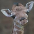 Jungtinės Karalystės zoologijos sodas pristatė žirafiuką