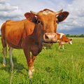 Latvijos ūkininkai išparduoda karves, iš nevilties kerta miškus