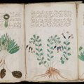 Raktą į Voiničiaus rankraščio iššifravimą saugo meksikietiškas augalas?