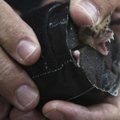 Izraelio mokslininkams radarus tobulinti padeda šikšnosparniai