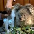 Per gaisrą Australijoje išgelbėta mažylė koala