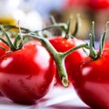 Kiekvieną dieną mes valgome nuodus: kaip atskirti genetiškai modifikuotus pomidorus