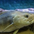 Prašo stabdyti menkių žūklę ties Lietuva: šių žuvų kritiškai mažėja