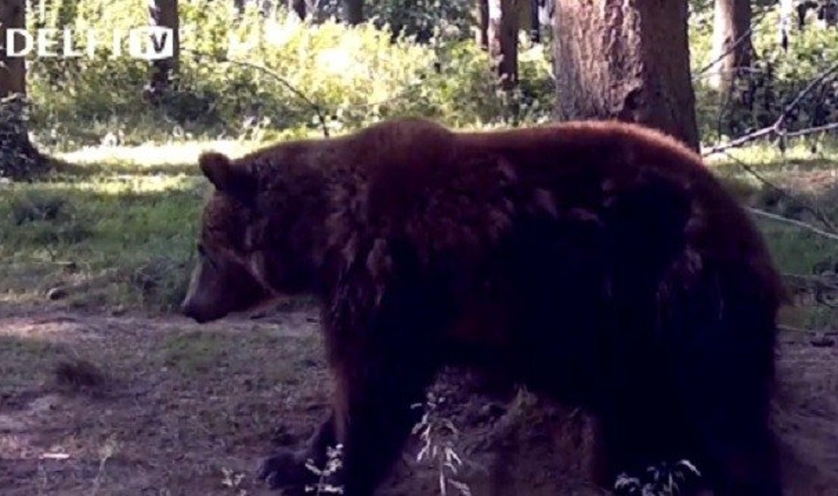 Miško lankytojų nufilmuota meška