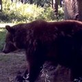 Medžiotojai išnaikino rudąsias meškas Lietuvoje