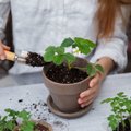 4 didžiausios kambarinių augalų persodinimo klaidos: kas gali lemti augalo žūtį?