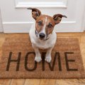 Ką daryti, kad įžengus į namus nosies nesuriestų nemalonus šuns kvapas?