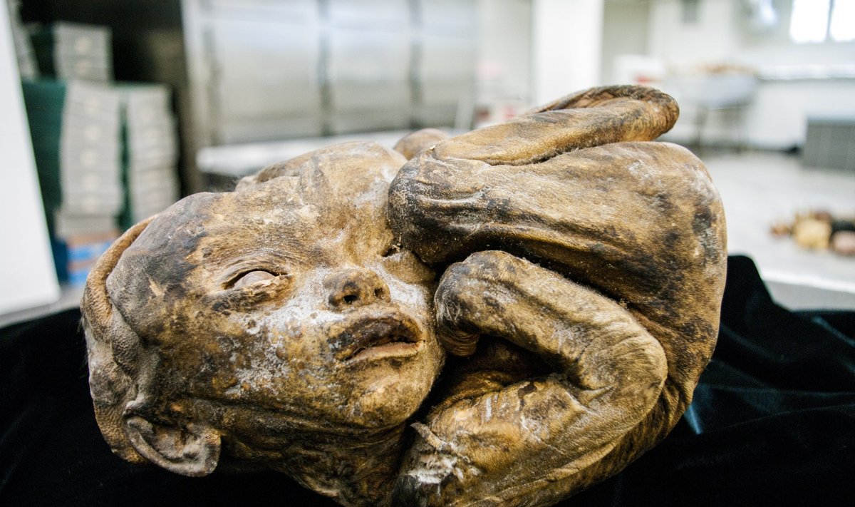 Naujagimio mumija