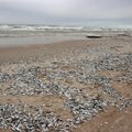 Baltijos jūros pakrantę nuklojusios žuvys galėjo būti jau sužvejotos