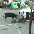 Peru surengtas bėgimas nuo bulių neapsiėjo be sužalojimų