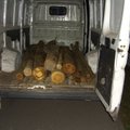 Tauragės rajone pavogta šimtas medžių, nuostolis siekia 20 tūkst. eurų
