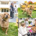 Вильнюсский муниципалитет порадует пожилых людей и бездомных животных