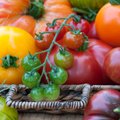 Daržininkės pomidorų kolekcijoje – daugiau nei 40 veislių