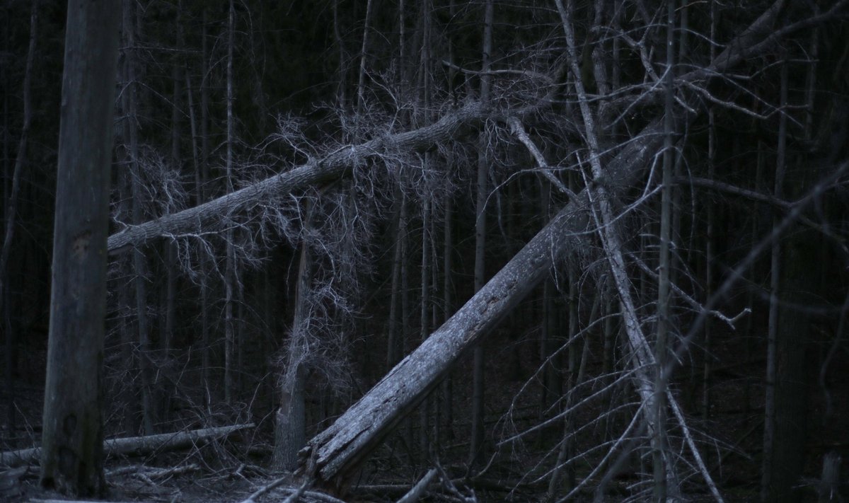 Kadras iš filmo „Rūgštus miškas“