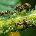 Amarai ir skruzdės bijo paprasčiausių priemonių – ir jas visas turite namuose