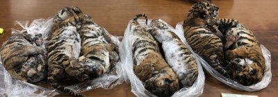 Vietname aptikti automobilyje paslėpti septyni užmušti tigrai