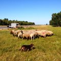 Ūkininkas augina avis, kurias noriai perka prabangūs restoranai