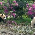 „Slaptas pandų gyvenimas“ (54 serija): svaigus žiedų kvapas