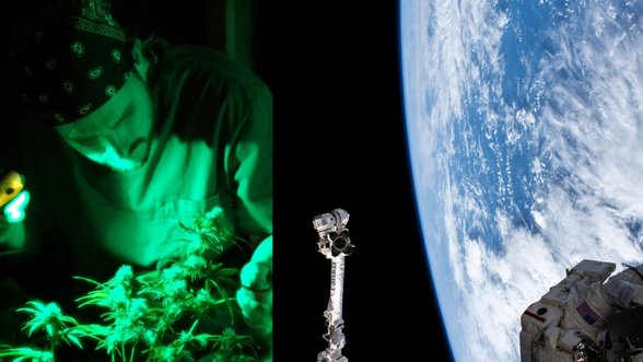 Kanados astronautas užsimojo kosmose auginti kanapes: įgula negali apsvaigti, bet yra, kam to labai norėsis