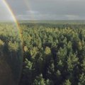 Miškai iš arti: vaizdai, po kurių norisi tapti girininku